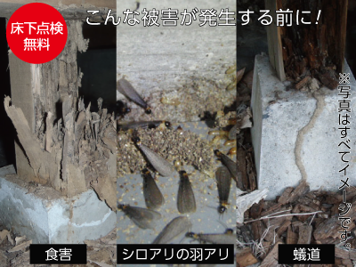 シロアリ対策予防・駆除工事 (ヤマトシロアリ)【省エネリフォームフェア 対象商品】の商品画像